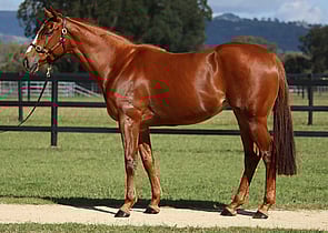 Lot 207 - Peshmerga (GER) (Counterattack x Paper Faces)Mare -Click here-