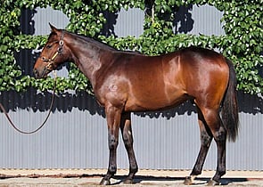 Lot 30 - Capitalist x Air To AirColt-Click here-