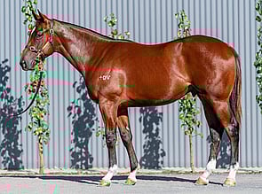 Lot 231 - Toronado -Mintha Colt-Click here