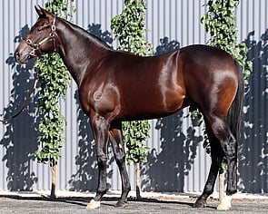 Lot 203 - Toronado (IRE) x Palumbo Colt-Click here