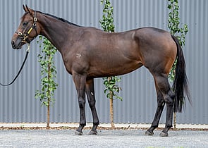 Lot 593 - Marina Rosa (Ocean Park - Spina Rosa)Racehorse Filly/Mare-Click here