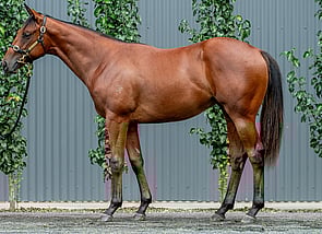Lot 655 - Super Seth - Sacred Siren Colt-Click here