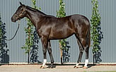 Lot 298 - Pride of Dubai ex River Light Filly-Click here