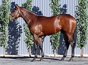 Lot 385 - Farnan x Waterloo Sunset Colt-Click here