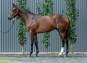 Lot 355 - Too Darn Hot - Intrinsic Colt-Click here