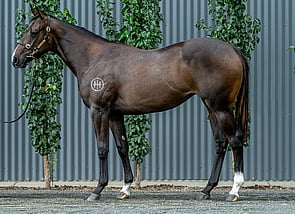 Lot 447 - Yes Yes Yes - Maggie Miss Filly-Click here