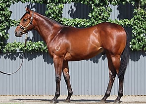Lot 426 - Blame (USA) x Klassy Bridgette (USA)Colt-Click here
