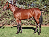 Lot 265 Colt - Zoustar ex Valentine's Reward