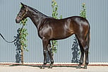 Lot 708 - Hellbent ex Chabaud Filly-Click here