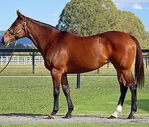 Lot 317 - Wrapsody (Hinchinbrook x Pass The Parcel)Broodmare-Click here