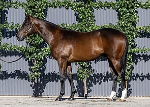 Lot 434 - Harry Angel (IRE) x Gina LolaColt-Click here-