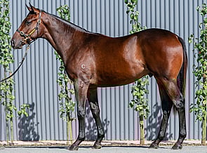 Lot 403 - Pierro - Symi Colt-Click here