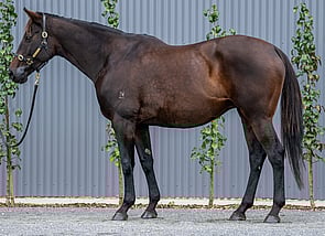 Lot 1029 - Myriads(Bernardini- Ekali)Broodmare-Click here