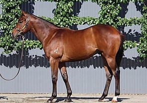 Lot 160 - Anamoe x ChassisColt-Click here