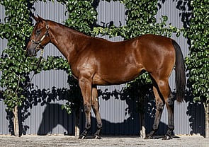 Lot 726 - Nicconi x No CryingFilly-Click here