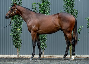 Lot 534 - Shamus Award - O'Reilly's Angel Colt-Click here