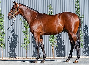 Lot 406 - Snitzel -Tavarnelle Colt-Click here