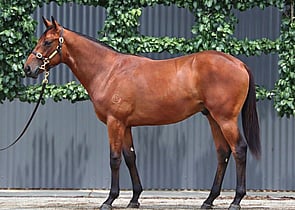Lot 907 - Artorius x There You Go (NZ)Colt-Click here-