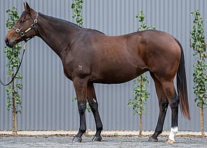Lot 899 - Girandola(Medaglia D'Oro - Flame of Sydney)Broodmare-Click here