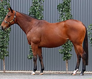 Lot 379 - Downloads(Fastnet Rock x Dance Mix {USA})Broodmare-Click here-