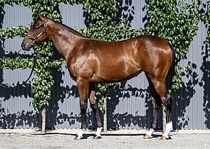 Lot 787  - Zoustar x Platinum Bullet Filly-Click here