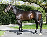 Lot 36 - Ocean ParkLagonissi colt-Click here