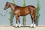 Lot 169 - Russian Revolution ex Myriads Filly-Click here