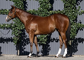Lot 668 - Home Affairs x Miss IanoColt-Click here-