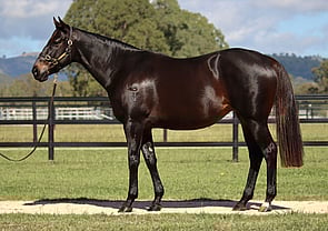 Lot 241 - Zelify (Snitzel x Snipify)Broodmare -Click here