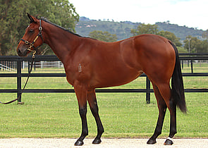 Lot 125 - Home Affairs x Rocket Science (IRE)Filly-Click here