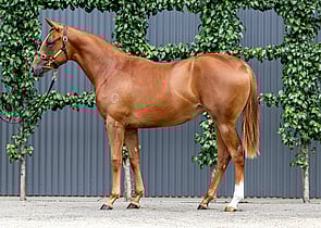 Lot 384 - The Autumn Sun x Little StevieFilly-Click here