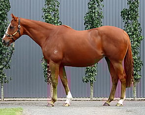 Lot 11 - Miniature (Exceed and Excel x Rinky Dink)Broodmare-Click here