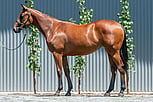Lot 110 - Ocean Park - Starwish filly-Click here