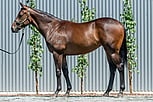 Lot 231 - Pride of Dubai - Al Naifa filly-Click here