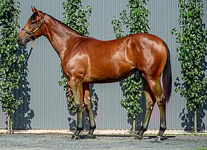 Lot 898 - Farnan - Lusitania Filly-Click here