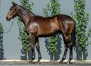 Lot 601  - So You Think (NZ) - Downloads Colt-Click here