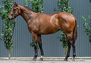 Lot 603 - Merchant Navy - Princess Joy Joy Filly-Click here
