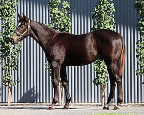 Lot 37 - Pierro x LacazetteColt-Click here-
