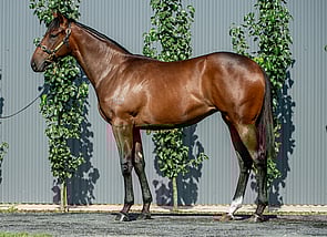 Lot 710 - Snitzel - Girandola Filly-Click here