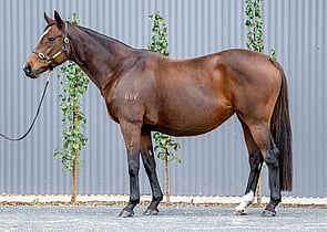 Lot 1190 - Believer(Lawman - Militante)Broodmare-Click here