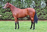 Lot 266 Filly - Snitzel ex Valkyrie Diva