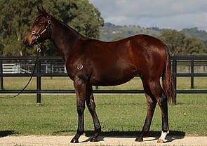 Lot 149 - All Too Hard x Star Progeny Filly-Click here