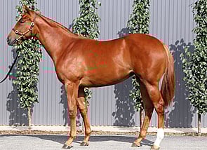 Lot 420 - Per Incanto - Latin Rose Filly-Click here