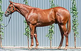 Lot 300 - Capitalist - Californiasurprise colt-Click here