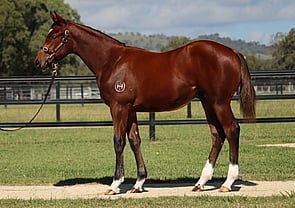 Lot 553 - So You Think (NZ) x Miniature Colt-Click here