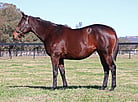 Lot 1005 - BRIDLE LANEStreet Cryex EmancipationistBroodmare-Click here
