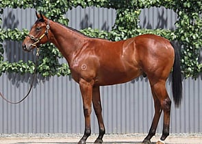 Lot 71 - Jacquinot x AsteriaColt-Click here