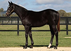 Lot 470 - Pierro x La Casade Colt-Click here-