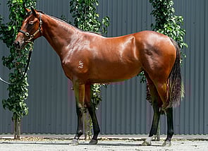 Lot 340 - Capitalist - Hurtle Myrtle Filly-Click here