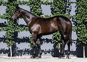 Lot 883 - Jonker x Sassari (NZ)Filly-Click here-